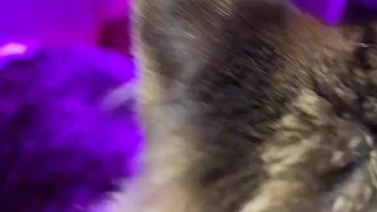 Cat CluB