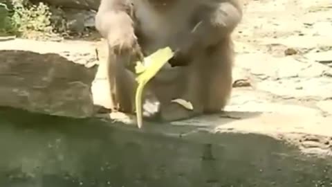 best funny animal video