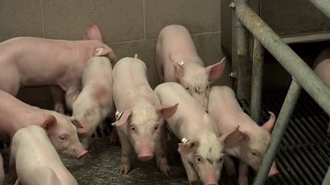 Animals Mammals Piglet Sow Stall Cute