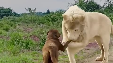 A lion and a dog greeting each other