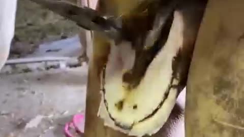 repair a cow's hoof