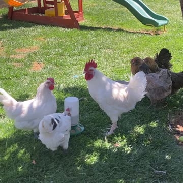 Chickens eating crumble