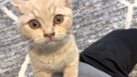 Kittens Demand Attention From Human