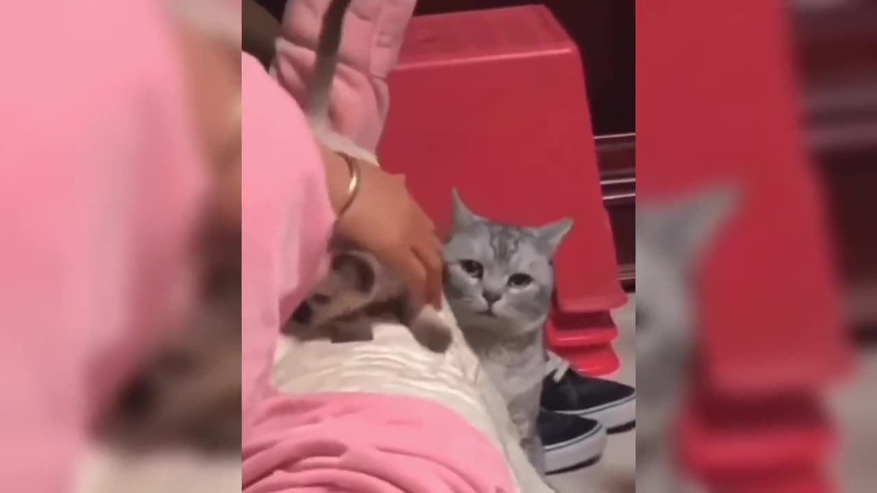 Jealousy has changed the cat's face