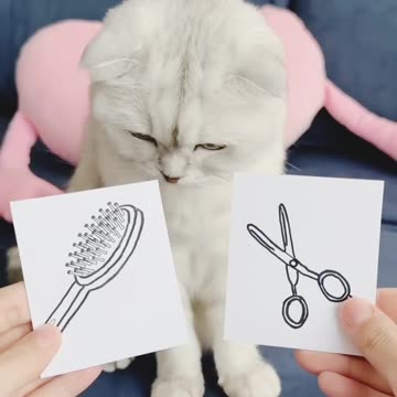 Cute kitten care with happiest moment 💞💞