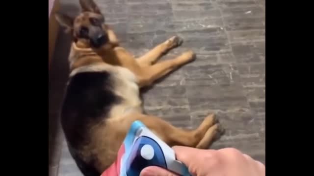 Funniest Animals 🐧 - Best Of The 2021 Funny Animal Videos 😁 - Cutest Animals Ever #24