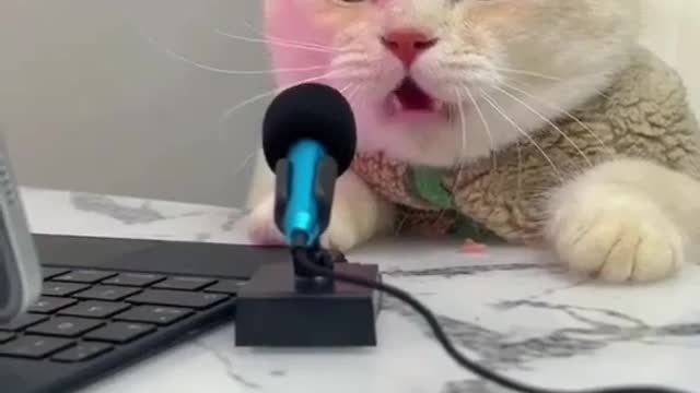 Cat Singing Miyooo in Mic