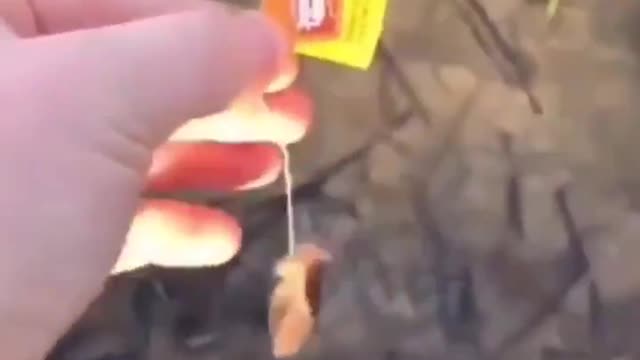 This tea experiment has gone too far