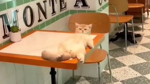 Funny Animal Videos 2024 Best Dogs And Cats Videos 😺😍short,viral,tiktok