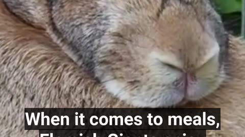Meet the gentle giant of the bunny world!