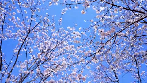 鎌倉の桜 Kamakura Japan Cherry Blossom sakura