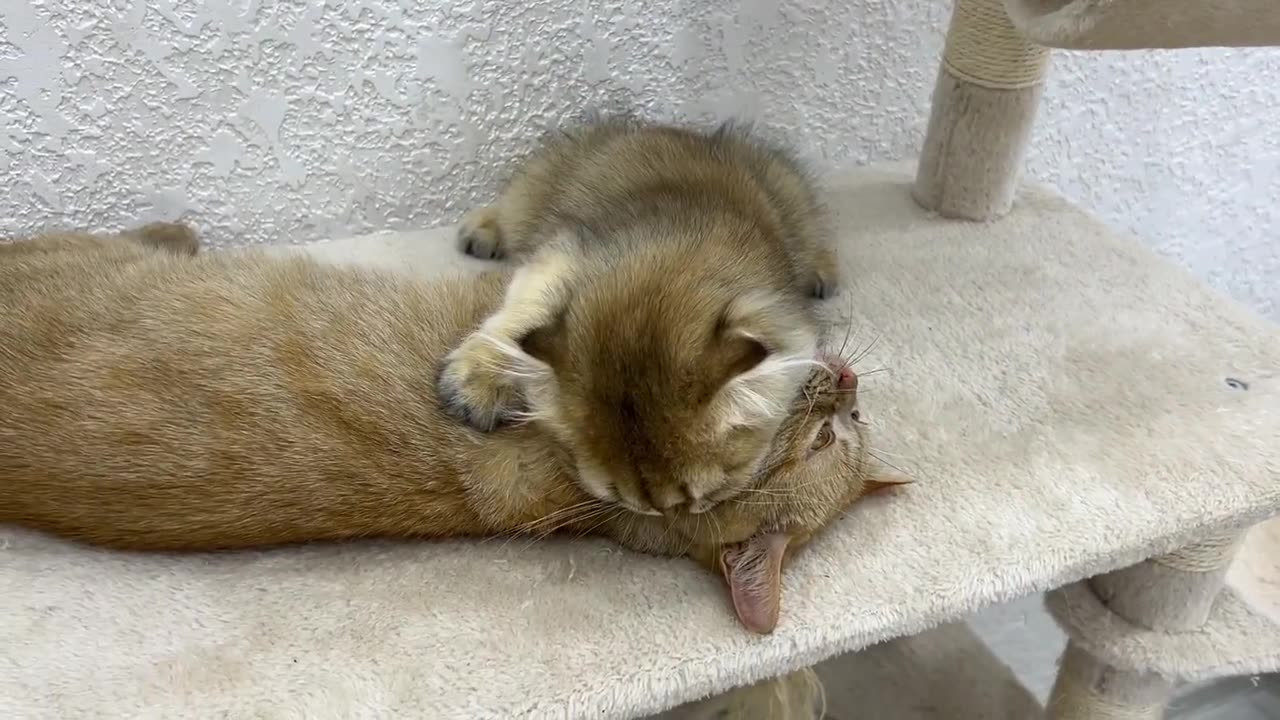 The kittens are so cute and funny They follow their mom's lead