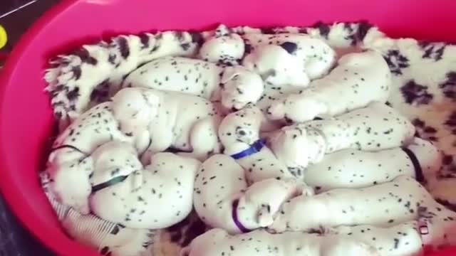 Dalamations For Days