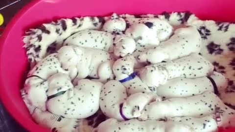 Dalamations For Days