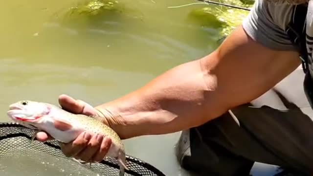 Anglers! what's your go to dry fly in the fall