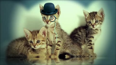 cat kitty pets cute
