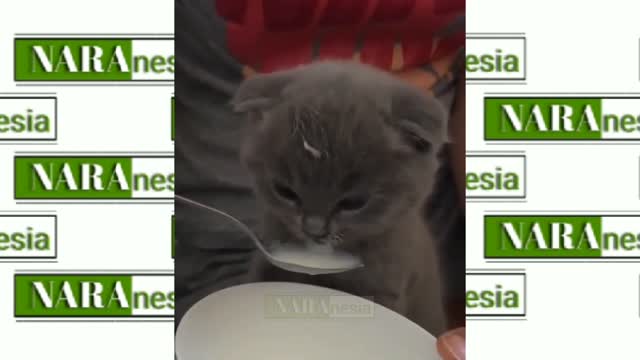 It's funny when the cat is eating