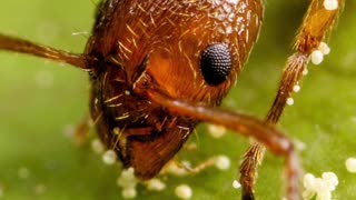 Top 10 Animals That Can Totally Detect Human Diseases Part 1