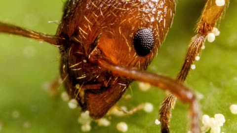 Top 10 Animals That Can Totally Detect Human Diseases Part 1