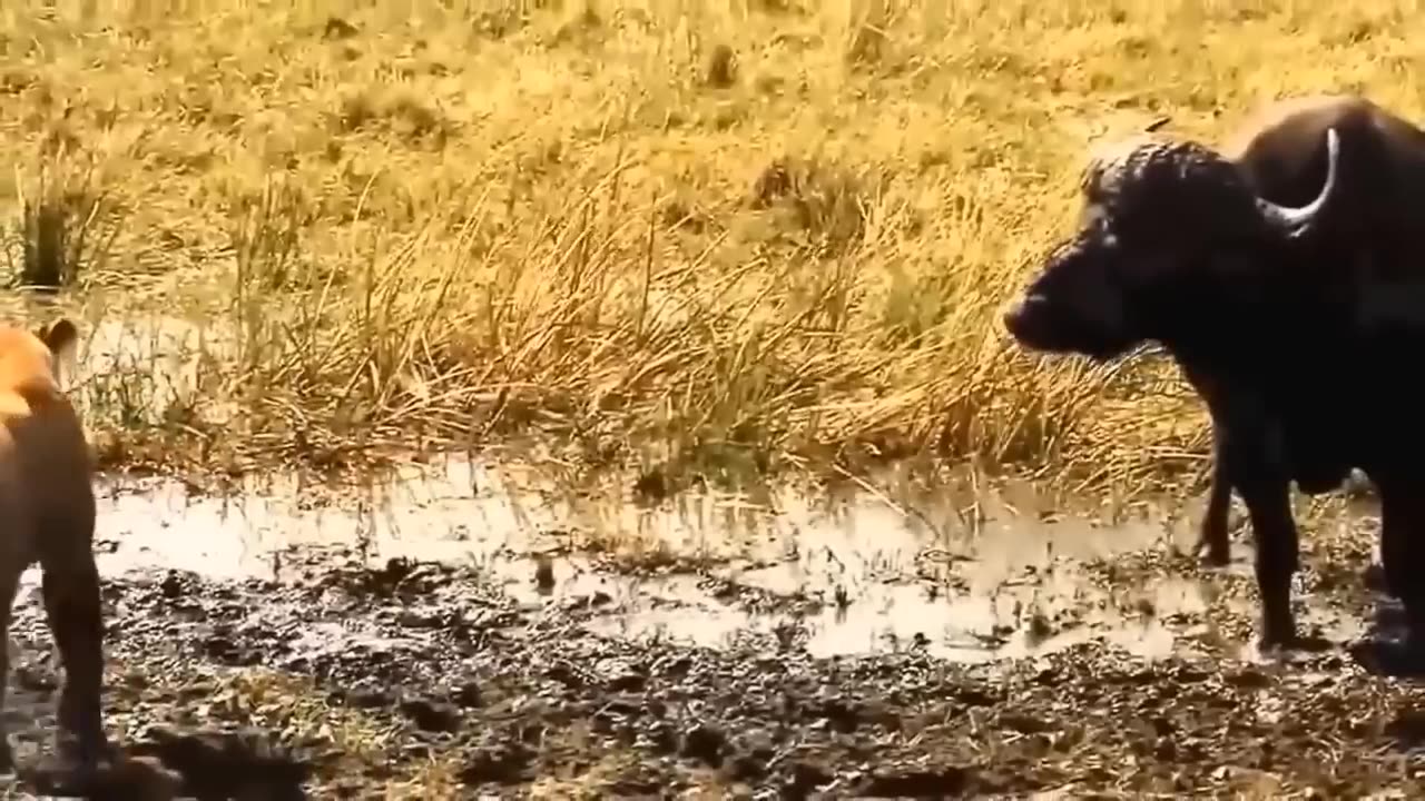 Aghast! The Brutal Moment When the Fierce Lion Couldn_t Avoid The Giant Lizard Bites_ Wildlife 2023