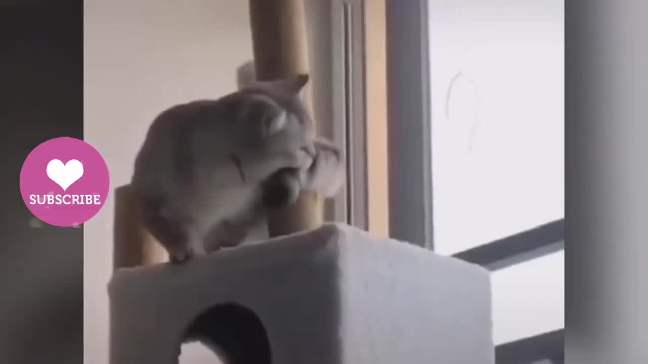 Cat Funny video 😻