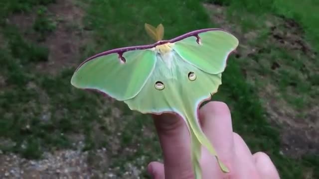 Actias Luna Moth - Green Lunar Moth