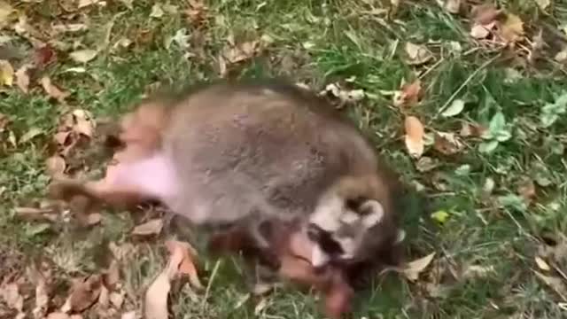 Raccoon 🦝🦝 funny 🤣🤣