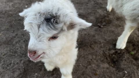 cute little sheep