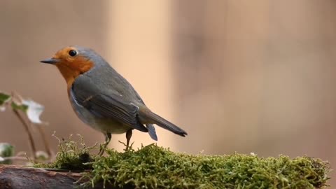 Robin Bird Forest