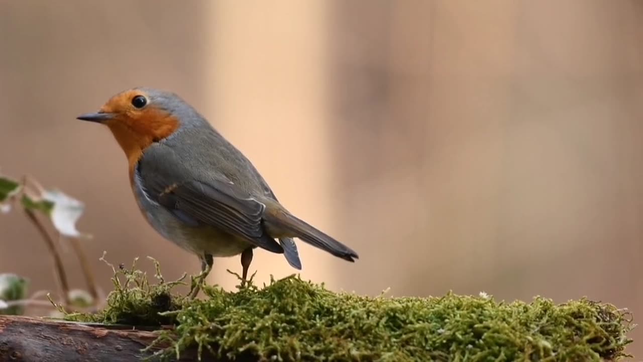 Robin Bird Forest