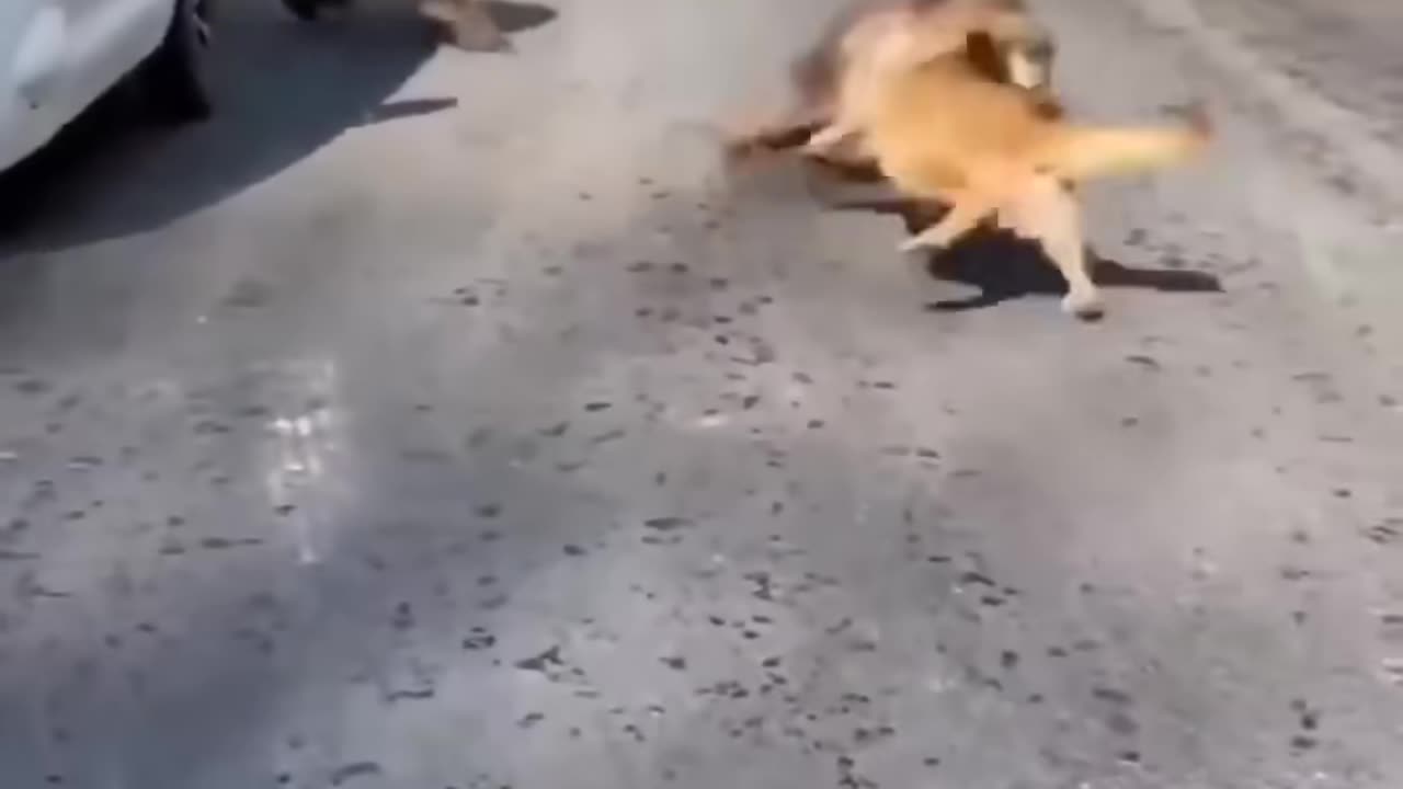 Monkeys and Dogs Gang fight