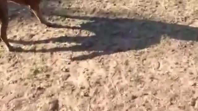 Dog Destroys Haybale