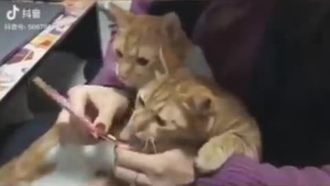 Funny animals part 2