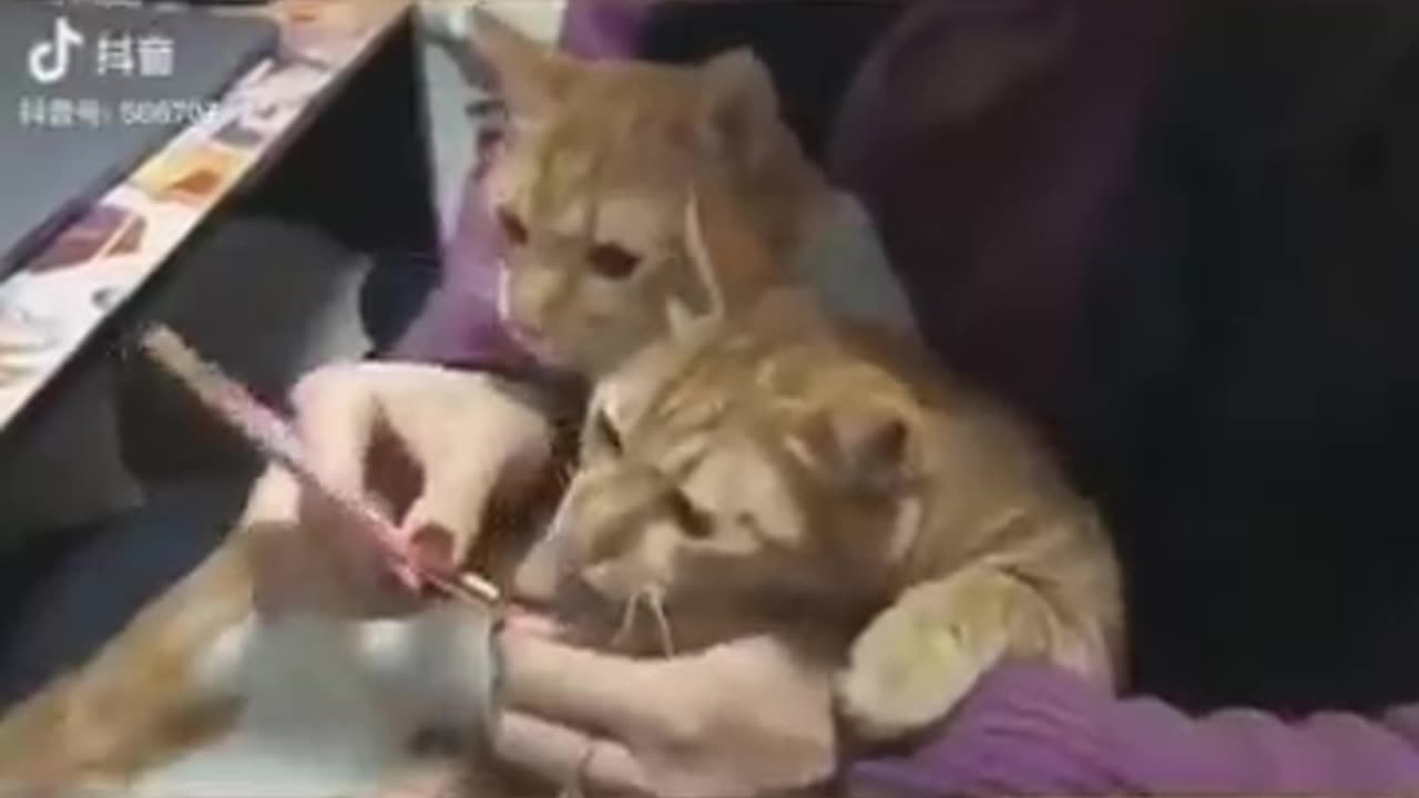 Funny animals part 2