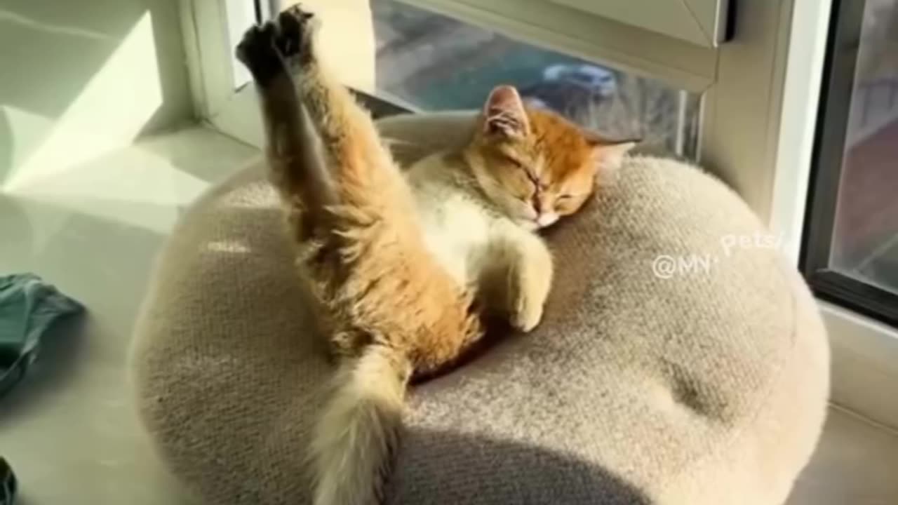 Cats satisfying videos-my petsie