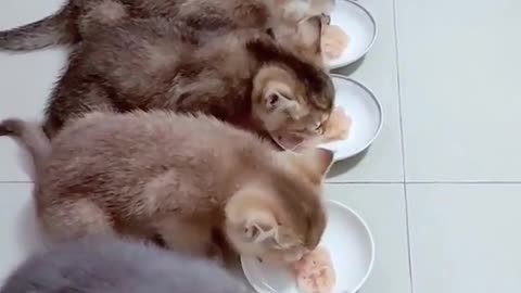 Let’s each pick a kitten