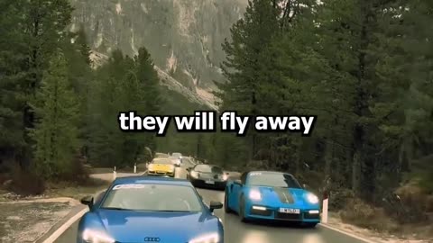 chasing butterflies
