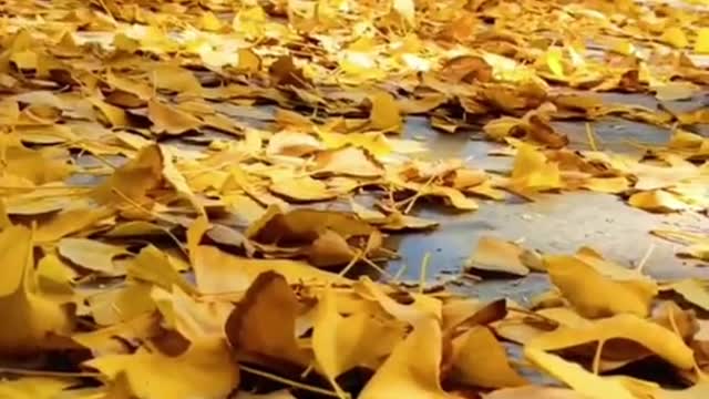 # autumn # wind # fallingleaves # yellowleaves # yellow # relax # quiet # eauty