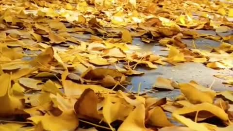 # autumn # wind # fallingleaves # yellowleaves # yellow # relax # quiet # eauty