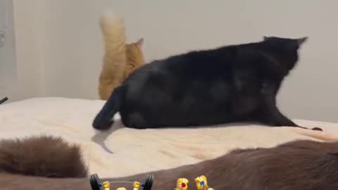 cat fighting