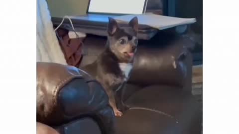 Dog Forgot How To Bark😂