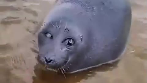 Just look into those eyes