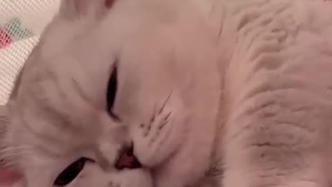 Cute Cat