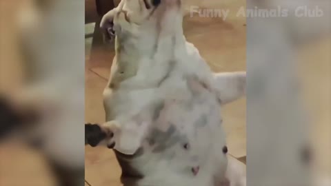 Funny Animal Videos 2022 - Funniest Cats And Dogs Videos