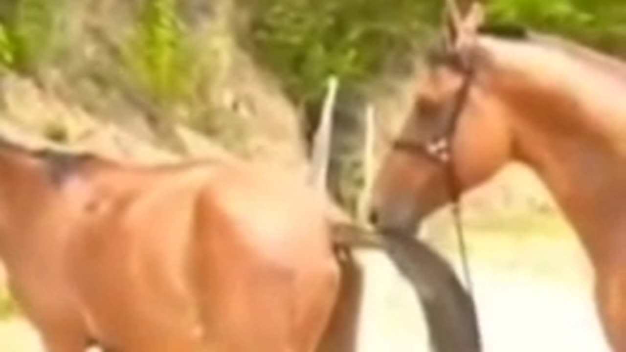 Horse vs female donkey mating