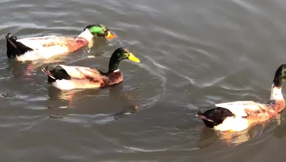 Shared my bread with wild duck