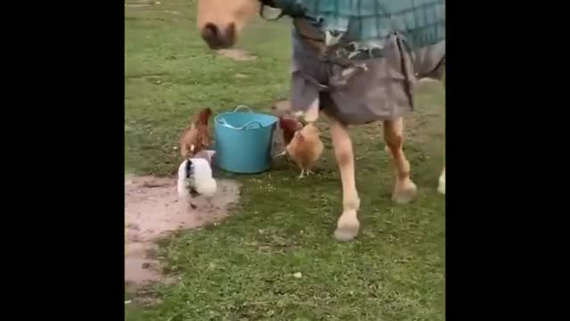 Funny and Cute Horses That Will Change Your Mood For Good