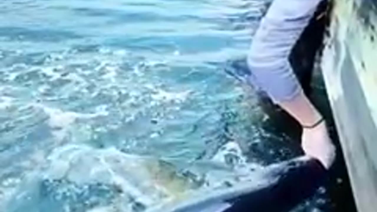 Funny pets
