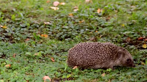 Hedgehog garden