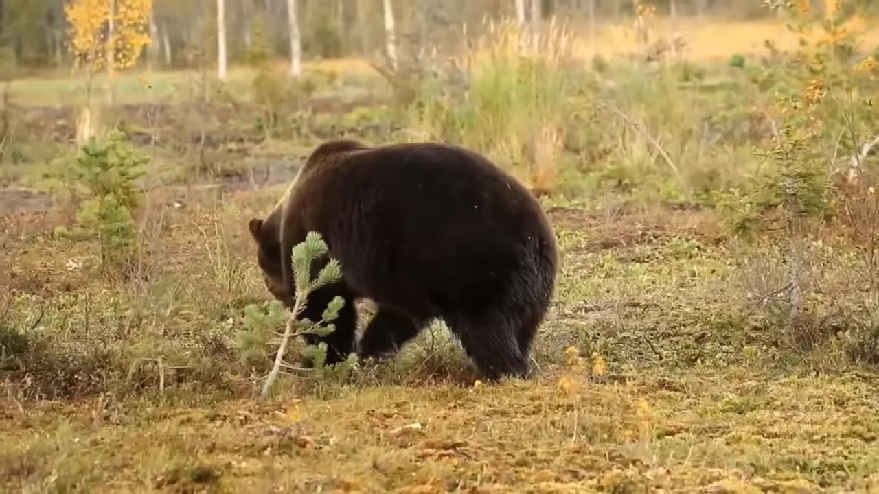 Lion Vs Hyenas